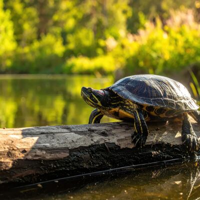 Nahaufnahme einer Schildkröte, die auf einem verwitterten Baumstamm in einer idyllischen Naturlandschaft mit üppigem Grün und ruhigem Wasser ruht.